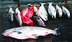 Duffy's Fishing Charter