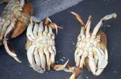 Sooke Dungeness Crabs